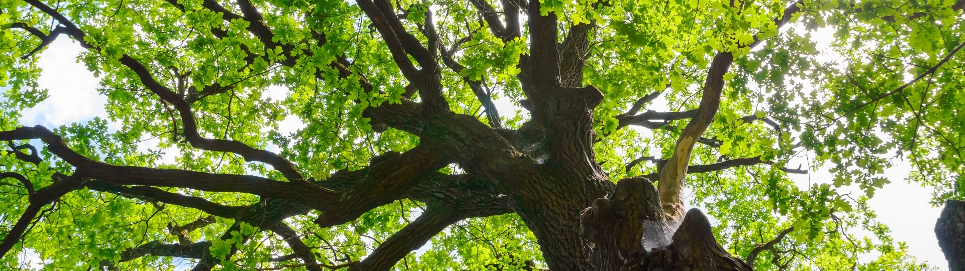 shutterstock_428601949_690x690_acf_cropped