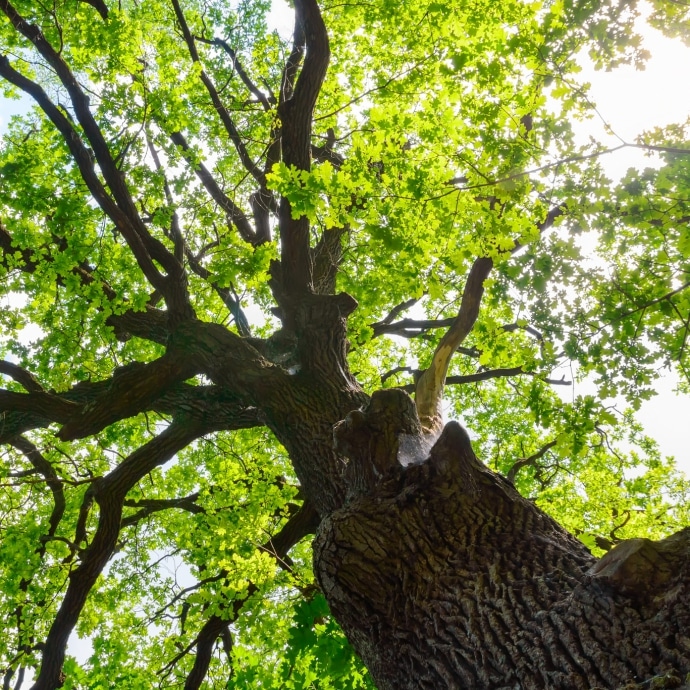 shutterstock_428601949_690x690_acf_cropped
